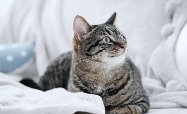 Emergency Vet for Cats in Mechanicsburg