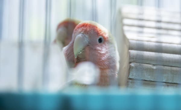 Avian & Exotic Pet Care at Silver Springs Animal Clinic