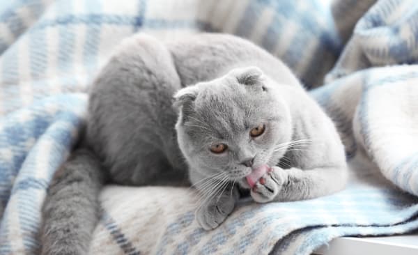 Cat Wellness Exams at Silver Springs Animal Clinic