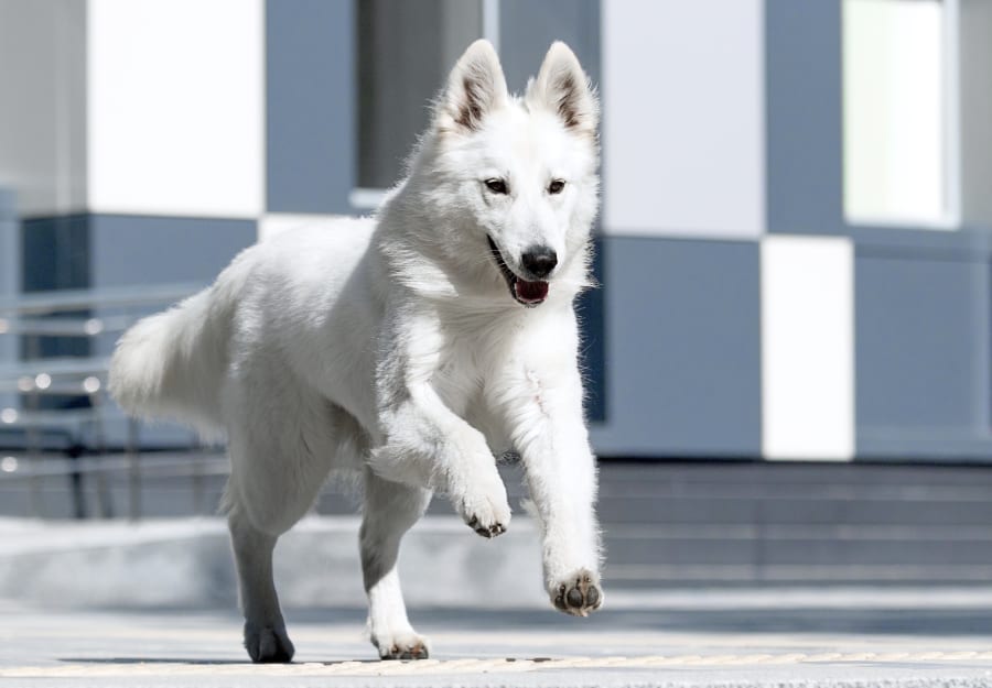 Internal Medicine for Dogs in Mechanicsburg