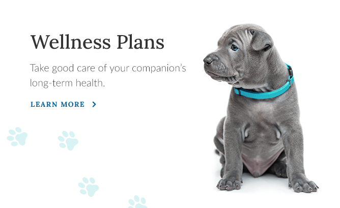 Learn How Pet Wellness Plans Save Money