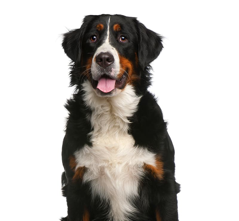 X-Large Dogs, Silver Springs Animal Clinic