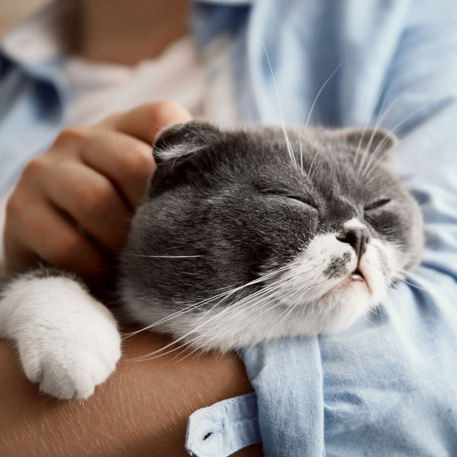 The Importance of Preventive Care, Silver Springs Animal Clinic